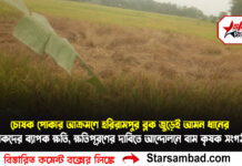 চোষক পোকার আক্রমণে হরিরামপুর ব্লক জুড়েই আমন ধানের কৃষকদের ব্যাপক ক্ষতি