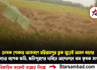 চোষক পোকার আক্রমণে হরিরামপুর ব্লক জুড়েই আমন ধানের কৃষকদের ব্যাপক ক্ষতি